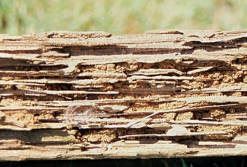 subterranean termite wood damage