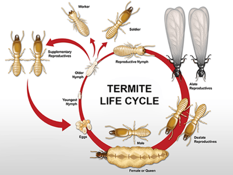 Termite lifecycle