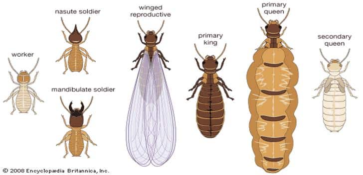 Types of termites primary king primary queen secondary queen mandibulate soldier nasute soldier