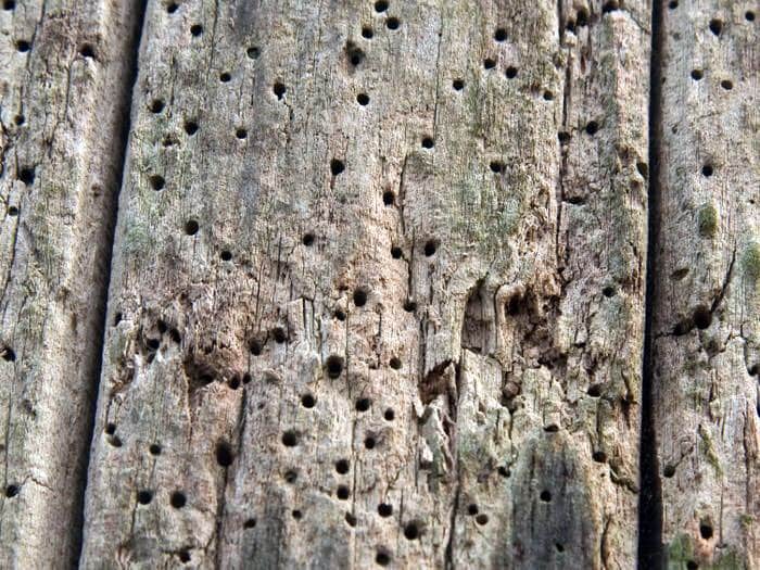hollow wood damagaed by termites